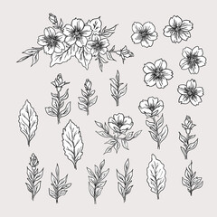 Floral set with flowers and leaves. Vintage botanical illustration. Engraving style