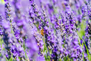 Bee on lavender flower