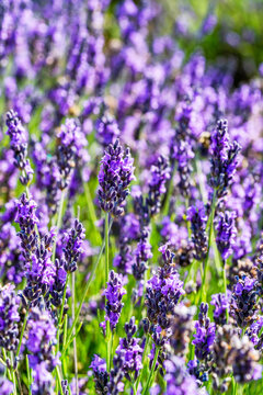Lavender flowers © beataaldridge