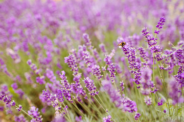 Fototapeta premium Closeup of purple lavender flowers. Selective focus.