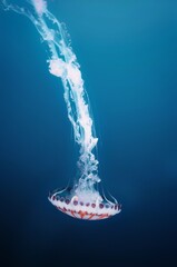 jellyfish in water © Saher