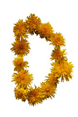 Uppercase letter D. From yellow spring flowers. On white background