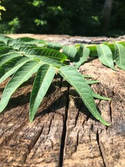 green leaves in the garden