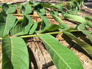 green leaves in the garden