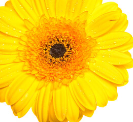 gerber on white background