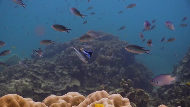 Bluestreak Cleaner Wrasse cleaning station with damselfish at Koh Tao, Thailand