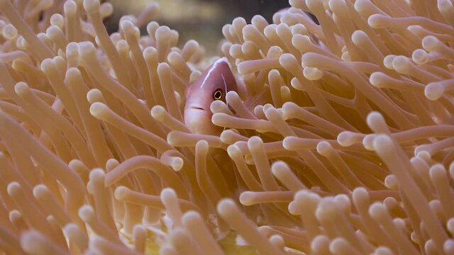 Pink Anemone fish close iup in an anemone on Koh Tao, Thailand