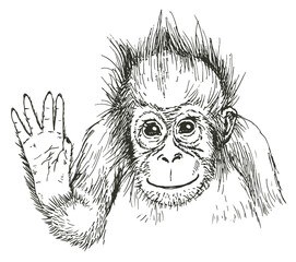 Hand drawn sketch of orangutan. Vector illustration