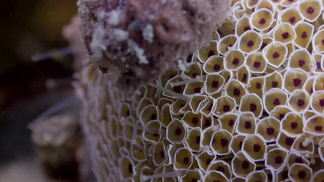 Super close up shot of Collector Sea Urchin (Flower Urchin) with coralline algae in Koh Tao, Thailand