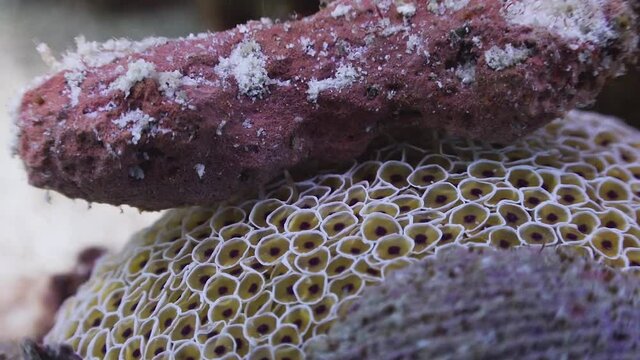 Flower Urchin (Collector Urchin) close up with rocks covering it, at Koh Tao, Thailand
