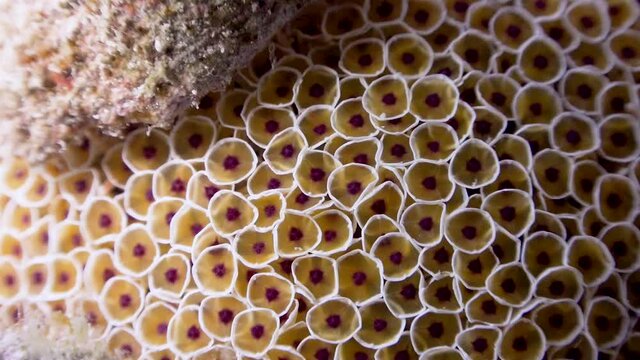 Super close up shot of Flower Sea Urchin (Collector Urchin) on Koh Tao, Thailand