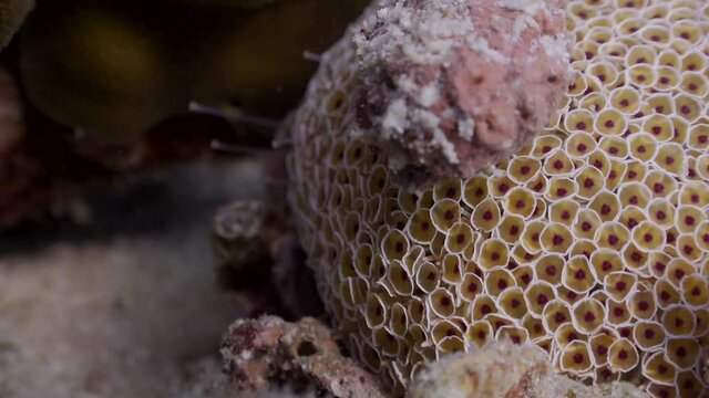 Flower Urchin (Collector Urchin camouflaged with small coralline algae on Koh Tao, Thailand