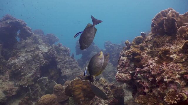 Group of Rabbitfish at a cleaning station on Koh Tao, Thailand