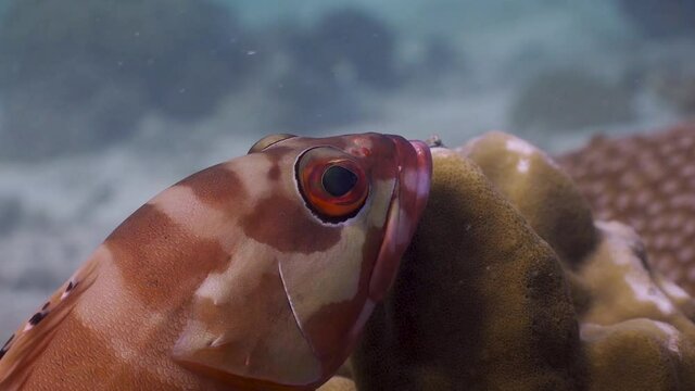 Blacktip Grouper resting on coral reef at Koh Tao, Thailand