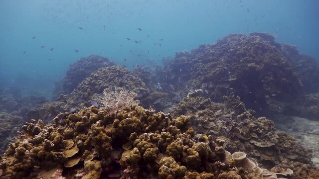 Feather duster worm profile poking out from coral reef at Koh Tao, Thailand