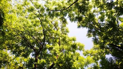 Lacy hazel leaves on a summer morning.