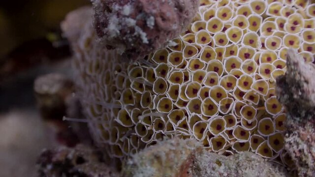 Close up of Flower Urchin (Collector Sea Urchin) in Koh Tao, Thailand