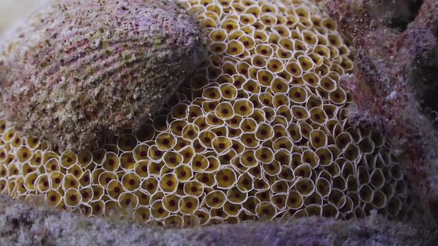 Close up of Flower Sea Urchin (Collector Urchin) with shell covering it, on Koh Tao, Thailand