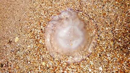 A large jellyfish on the shore of the shell coast.