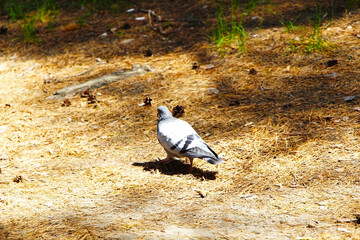 A pigeon in the forest going about its business