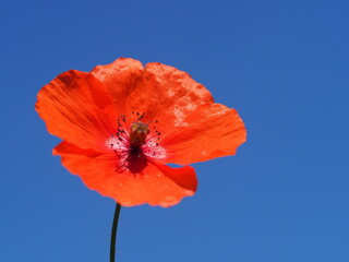 Klatschmohn (Papaver rhoeas) als Einzelblüte vor wundervollem blauen Hintergrund