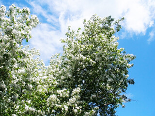 Blooming Apple tree on a clear spring day.