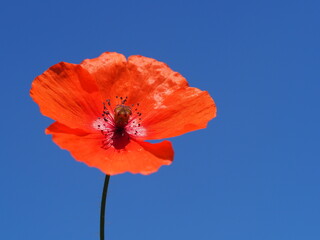 Klatschmohn (Papaver rhoeas) als Einzelblüte vor wundervollem blauen Hintergrund