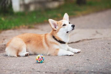 Naklejka na ściany i meble Pet care, playing and training concept. Corgi dog in the park, toys, accessories. Blurred background. Top view. Space for a text.