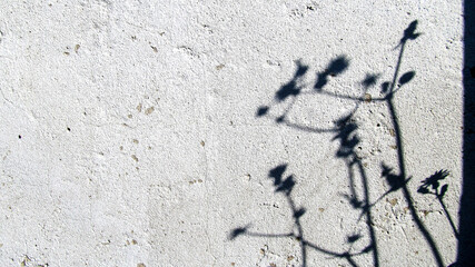 shadow of flowers on a white wall