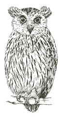 Hand drawn sketch of a fish owl, vector illustration