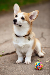 Pet care, playing and training concept. Corgi dog in the park, toys, accessories. Blurred background. Top view. Space for a text.