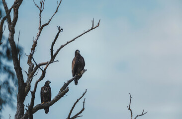 Couple of greater spotted eagles