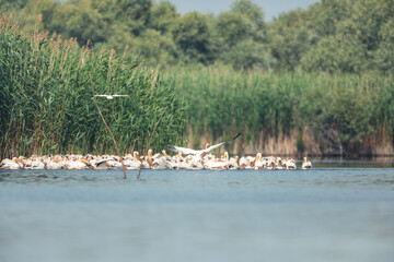Peaceful pelican community
