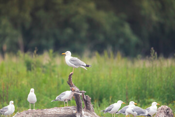 Seagulls` hierarchy