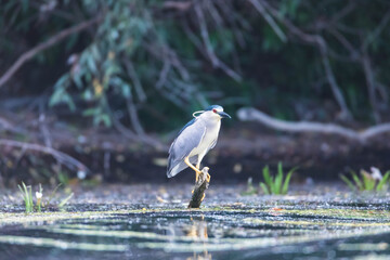 Solitary Black Crowded Night Heron