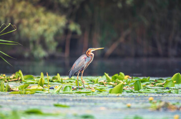 Colourful pruple heron