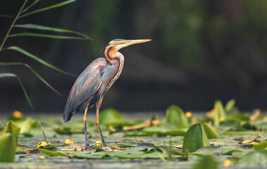 Lone purple heron