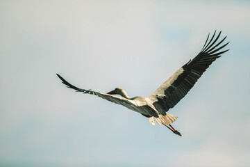 Flying stork