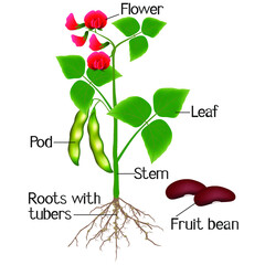 An illustration showing parts of a bean plant.