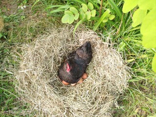The hen is hatching the egg in a nest of hay / bird nest with eggs