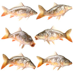 Fish mirror carp on a white background