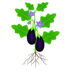 Eggplant plant, illustration on white background.