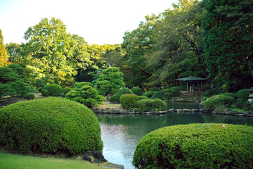 Fototapeta premium Maple leaves changing color, Autumn seasons at Tokyo in Japan