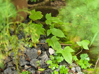 Fototapeta premium 朝顔の葉