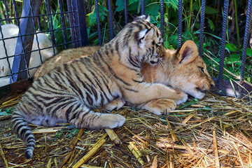 A tiger cub and lion cub are in the cage pressed against each other. Close-up