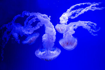 
Delightful poisonous neon jellyfish in their natural environment, big shot.