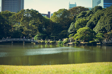 Maple leaves changing color, Autumn seasons at Tokyo in Japan