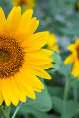 Naklejka premium Half a sunflower with yellow petals. Floral backgrounds. Summer wallpaper. Field of bright flowers. Nature scenery.