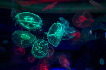 
Delightful yellow poisonous neon jellyfish in ultra blue water, close up.