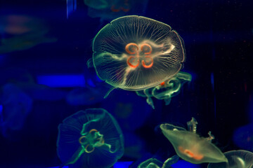 
Delightful poisonous neon jellyfish in their natural environment, big shot.